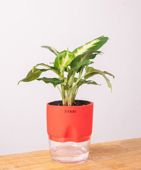 Dieffenbachia Plant