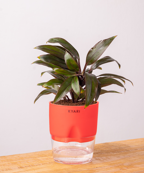 Dracaena Compacta Plant - BYOB