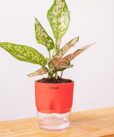 Aglaonema Pink Valentine Plant