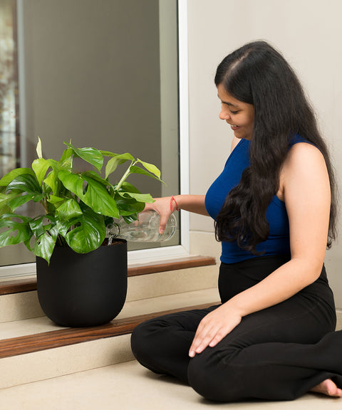 Monstera Deliciosa with Arbor Planter