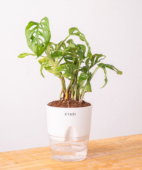 Philodendron Broken Heart Plant - BYOB