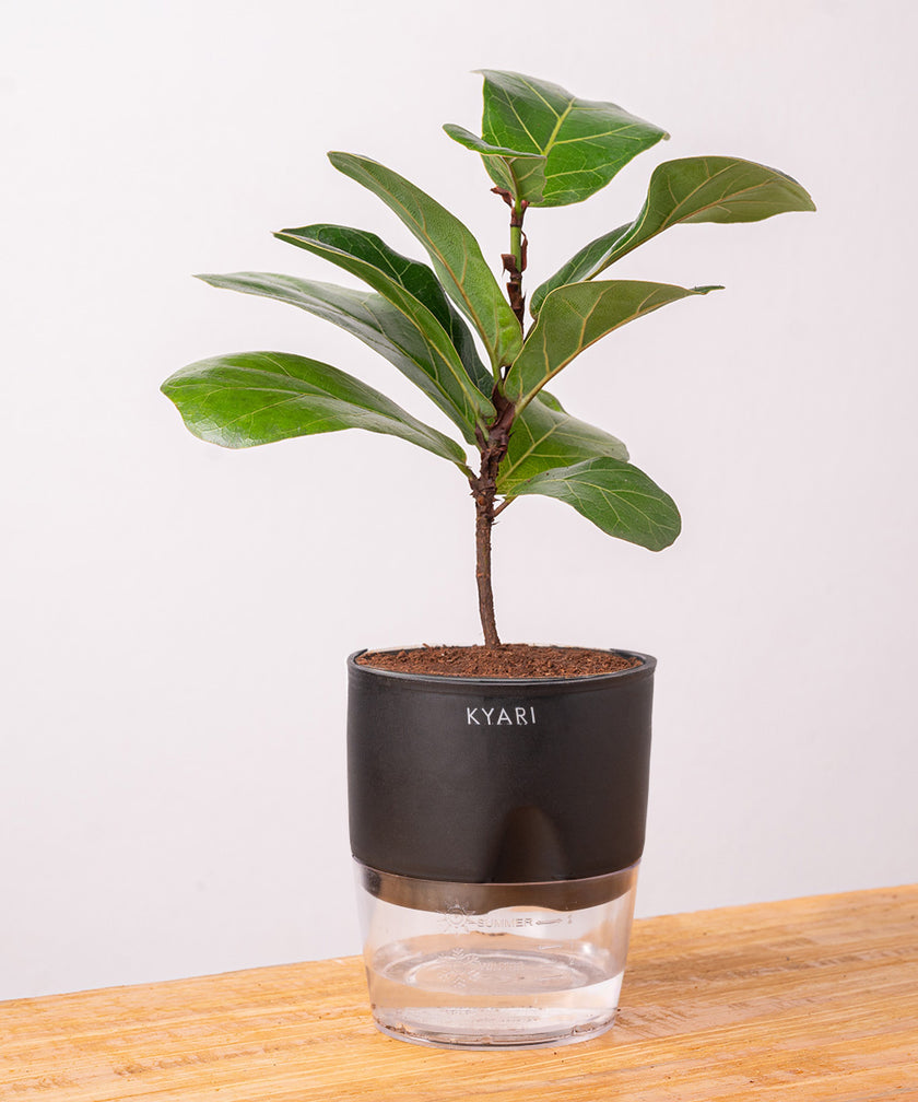 Shop Lucky Indoor Jade Plant (Crassula Ovata) Online - Jade Tree ...