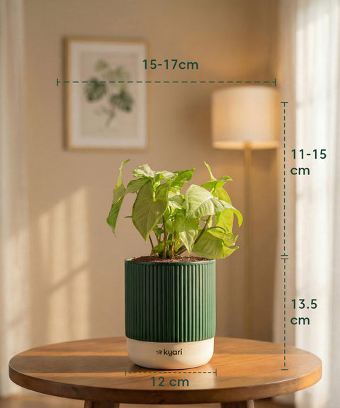 Syngonium Pixie White Plant with Medium Self Watering Pot