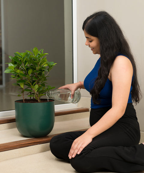 Ficus Moclame Plant with Arbor Planter