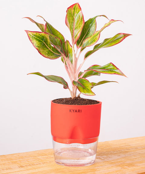 Aglaonema Lipstick Plant