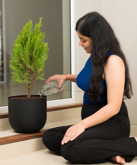 Thuja Plant with Arbor Planter