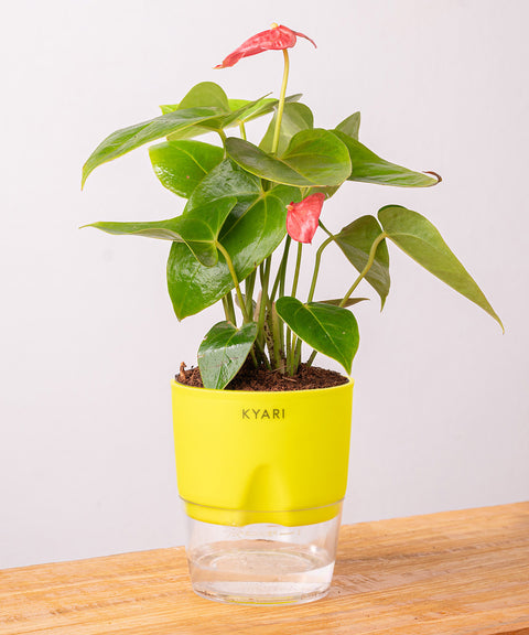 Anthurium Red Plant