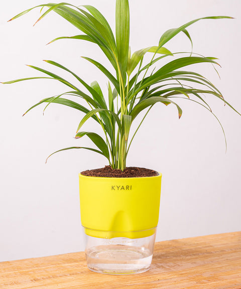 Areca Palm Plant