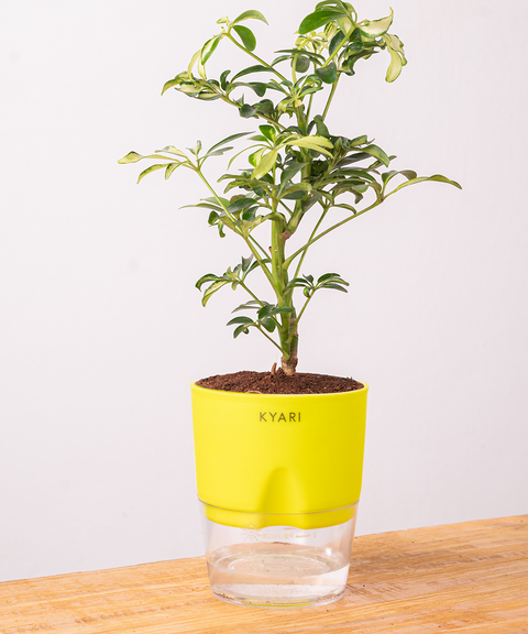 Schefflera Variegated Plant With Self Watering Pot