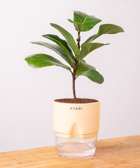 Fiddle Fig Plant - BYOB