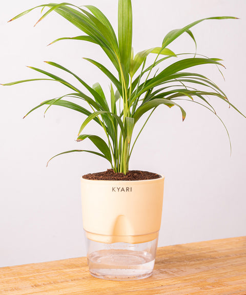 Areca Palm Plant - BYOB