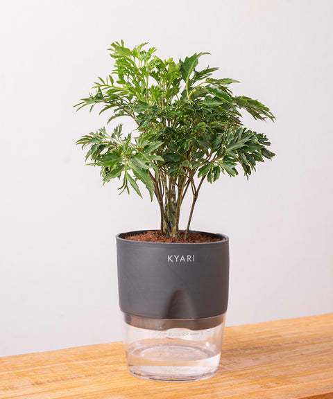 Aralia Green Plant - BYOB