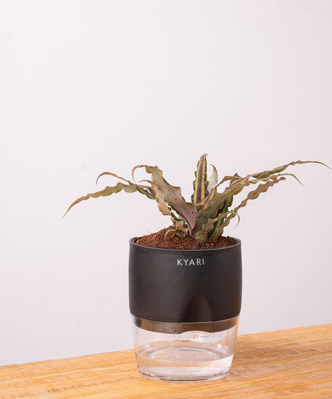 Cryptanthus Plant