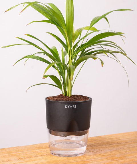 Areca Palm Plant - BYOB