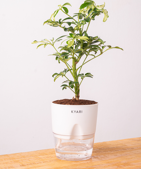 Schefflera Variegated Plant With Self Watering Pot