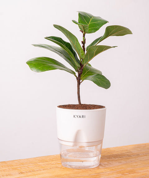 Fiddle Fig Plant