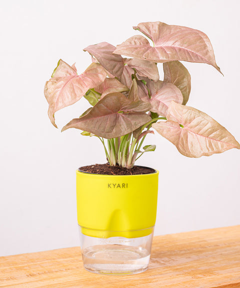 Syngonium Pink Plant - BYOB