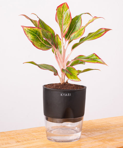 Aglaonema Lipstick Plant