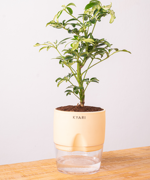 Schefflera Variegated Plant With Self Watering Pot