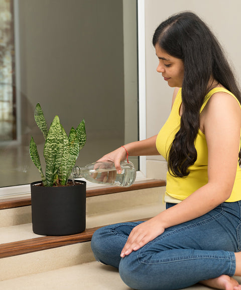 Sensevera Zeylanica with Zen Planter