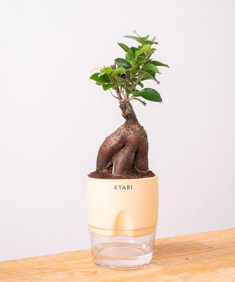 Lucky Bonsai Plant