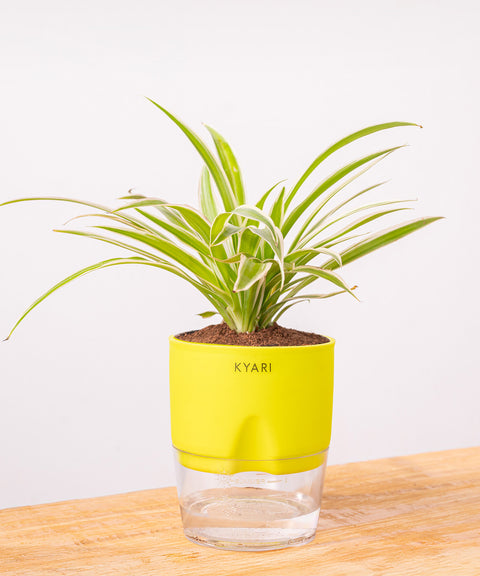 Spider Plant - BYOB