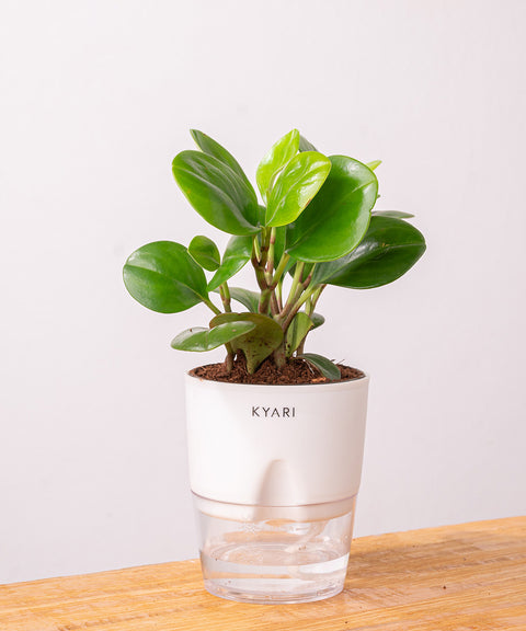 Peperomia Green Plant