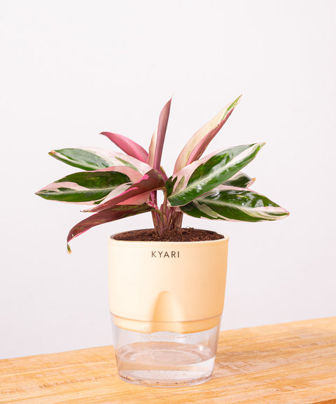 Calathea Triostar Plant