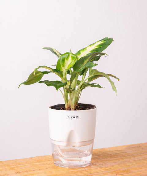 dieffenbachia plant vastu Dieffenbachia Plant With Self Watering Pot