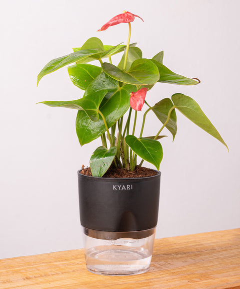 Anthurium Red Plant