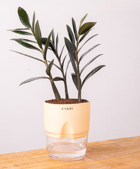 ZZ - Zamia Black Plant