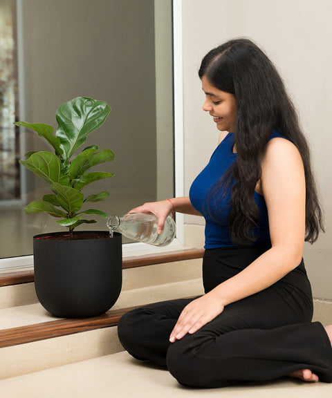 Fiddle Fig Plant