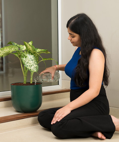 Dieffenbachia Cheetah with Arbor planter