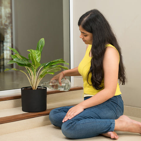 Aglaonema Ice Plant with Zen Planter