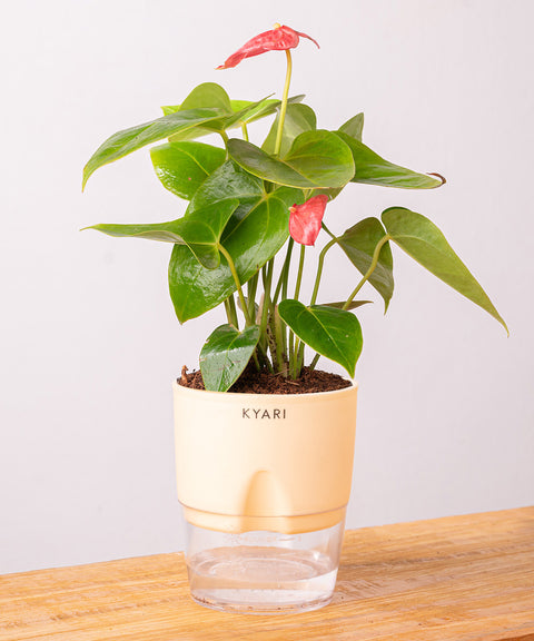 Anthurium Red Plant