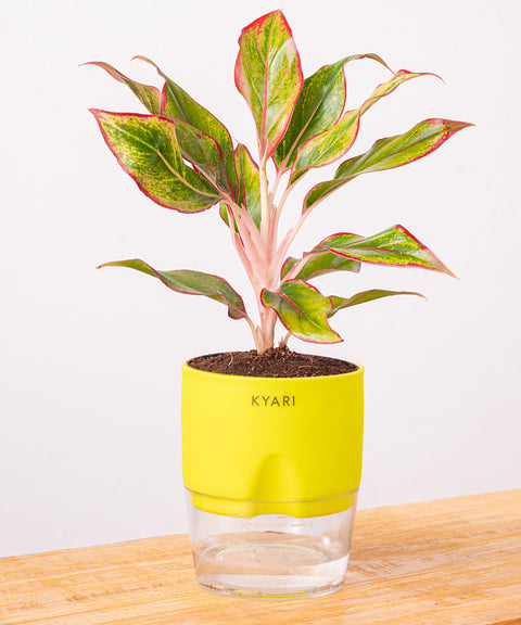 Aglaonema Lipstick Plant