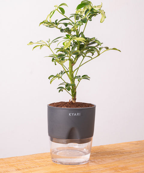 Ficus Safari Plant - BYOB