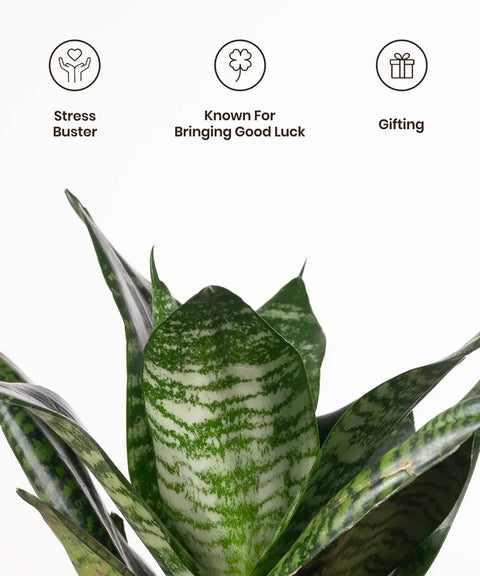 Green Snake Plant - BYOB