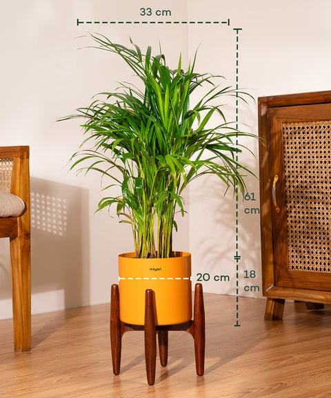 Areca Palm Plant With Self Watering Pot