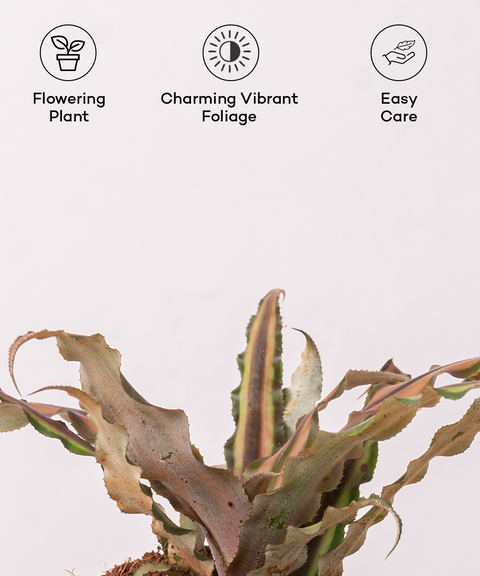 Cryptanthus Plant