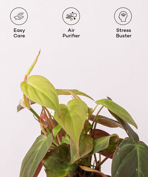 Philodendron Micans Plant - BYOB