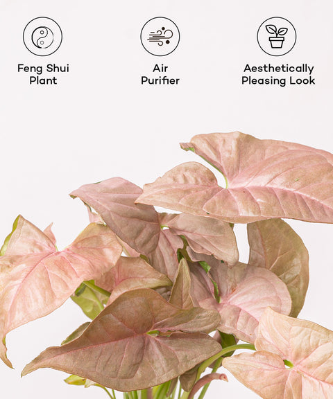 Syngonium Pink Plant - BYOB