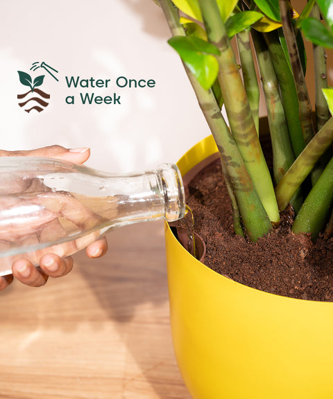 10' Inch Extra Large Pot