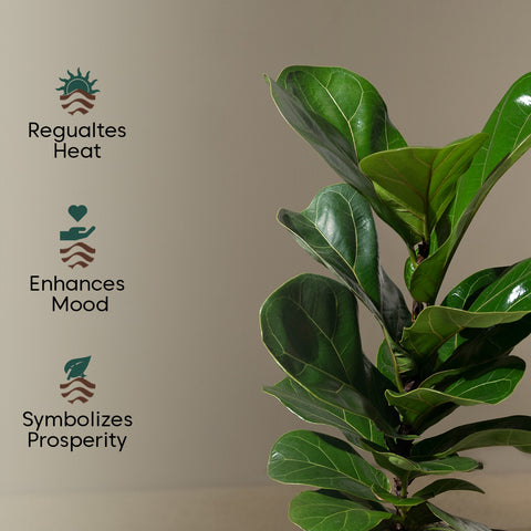 Ficus Lyrata - Fiddle Fig- Zen Planter