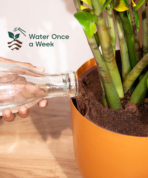 10' Inch Extra Large Pot