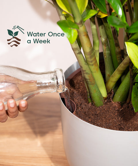 10' Inch Extra Large Pot