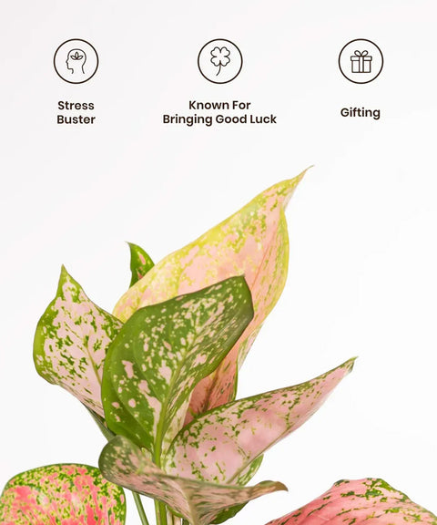 Aglaonema Pink Valentine Plant