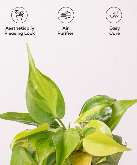 philodendron online india Philodendron Brasil Plant With Self Watering Pot