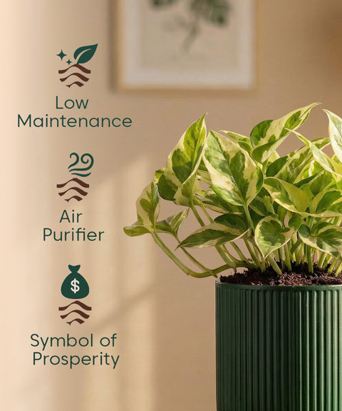 Money Variegated Plant with Medium Self Watering Pot