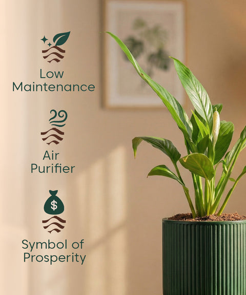 Peace Lily Plant with Medium Self Watering Pot